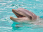 Dolphin Experience in Varadero