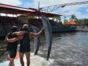 Dolphin Experience in Varadero