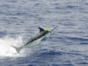 Exclusive Sport Fishing in Guardalavaca