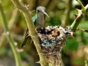 Colibrí - “Birdwatching tour in Viñales”