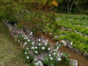 Crops of Medicinal Plants- ”Visit to the Agroecological and Medicinal Plants Farm”