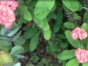 ”Visit to the Agroecological and Medicinal Plants Farm”