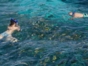 Snorkeling at the coral reef, Esmeralda beach