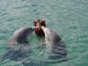 Swimming with dolphins at Bahía de Naranjo dolphinarium