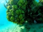 "Seafari Cayo Blanco from Marea del Portillo" Tour