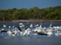 Herons - "Hiking and Bird Watching"