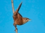Ferminia - "Hiking and Bird Watching"