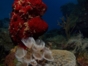 "Diving in Playa Larga-Playa Girón"