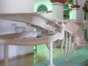 History Natural  Museum, Gibara
