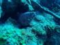 Scuba Diving in Havana