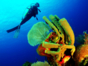 Scuba Diving in Havana