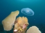 Scuba Diving in Havana