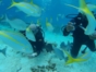 Scuba Diving in Havana