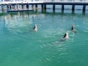 "Fantasy with Dolphins and Sea Lions" Tour