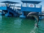 "Fantasy with Dolphins and Sea Lions" Tour