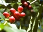 Jeep Tour Route of coffee "Live Heritage and Tradition"