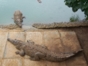 The crocodile farm in Sierra de Cubitas, Treassures of Cubitas Tour, Camagüey