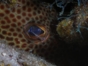 Diving in Trinidad Tour