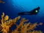 Diving in Trinidad Tour