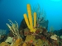 Diving in Havana