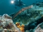 Diving in Havana