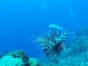 Diving in Havana