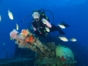 Diving in Havana