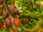 “Visit to FINCA DUABA – RÍO TOA” Tour