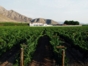 Local wine tour, Lima, Peru