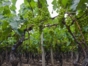 Local wine tour, Lima, Peru
