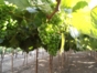 Local wine tour, Lima, Peru