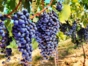 Local wine tour, Lima, Peru