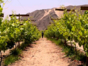 Local wine tour, Lima, Peru
