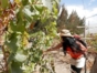 Local wine tour, Lima, Peru