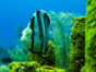 "ACUC International Certification Dive Courses" Cienfuegos
