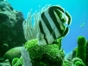 "ACUC International Certification Dive Courses" Cienfuegos