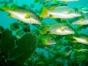 "ACUC International Certification Dive Courses" Cienfuegos