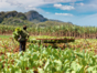 Tobacco plantations, Tobacco Route