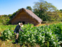 Tobacco plantations, Tobacco Route