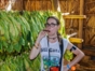 Tobacco plantations, Tobacco Route