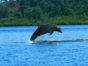 Dolphins in Cayo Coco