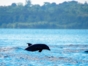 Dolphins in Cayo Coco