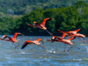 Flamingos in Ecological Reserve, Cayo Coco