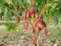 TRAIL OF THE COCOA - CASCADE OF THE DUABA Trekking Tour
