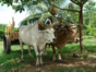 Cuban farmer tradition´s at countryside in Holguín