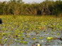 Zapata Swamp-Matanzas-Cuba