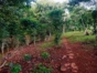 Coffee Museum Topes de Collantes natural park