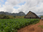 Tobacco drying house-Viñales Valley-Pinar del Rio-Cuba