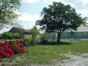 cocodrilo town