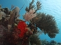 Scuba diving tour in Cayo Santa María
